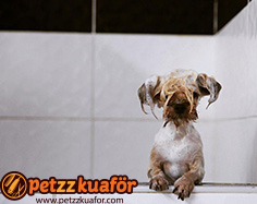köpek duş hizmeti